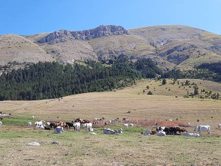 Vaches et chevaux dans une prairie du Gran Sasso